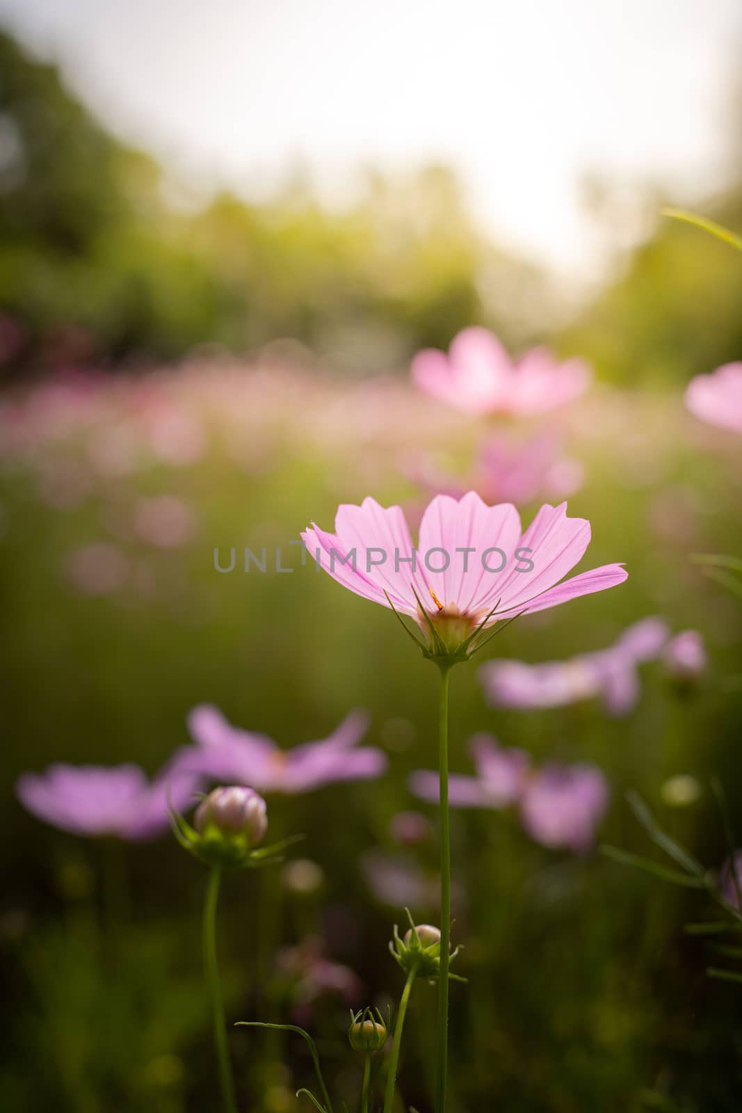 The background image of the colorful flowers, background nature