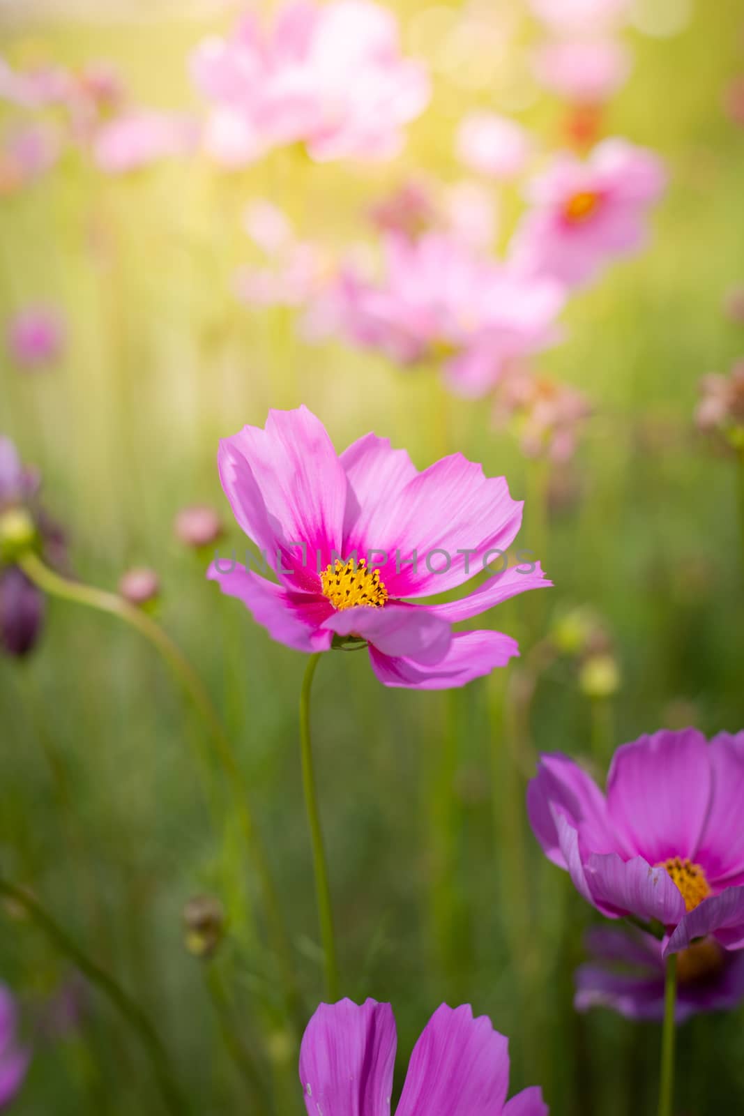 The background image of the colorful flowers, background nature