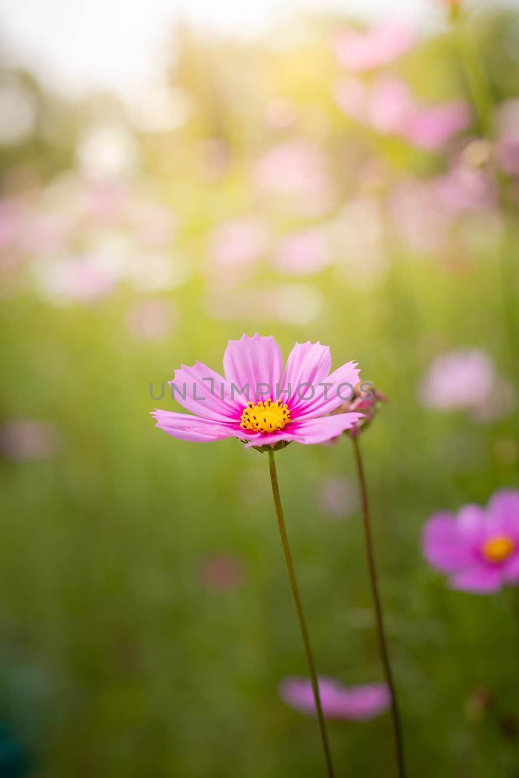 The background image of the colorful flowers, background nature