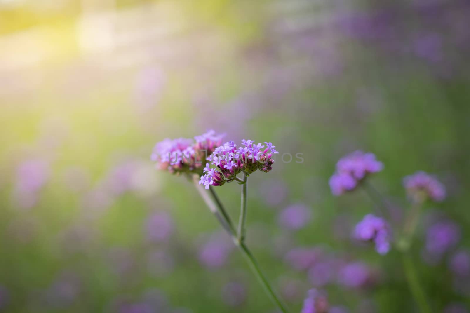 The background image of the colorful flowers, background nature