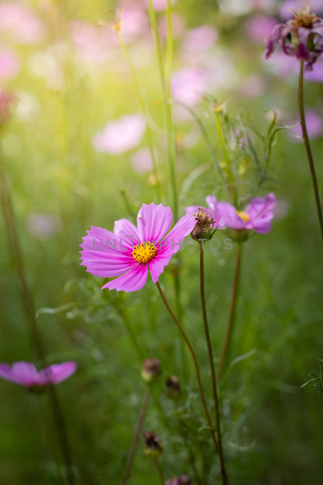 The background image of the colorful flowers, background nature