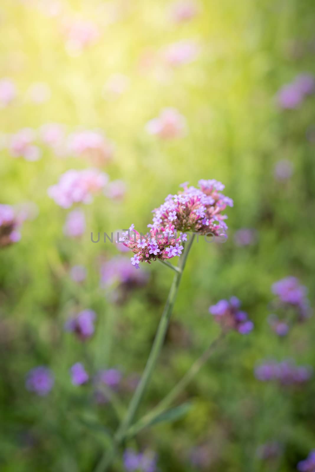 The background image of the colorful flowers, background nature
