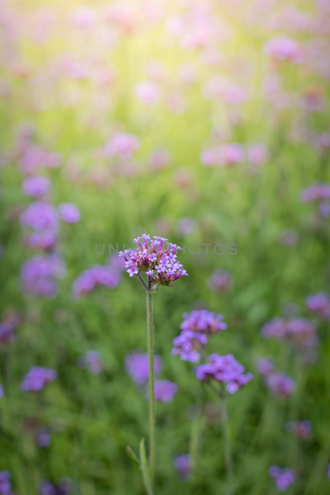 The background image of the colorful flowers, background nature