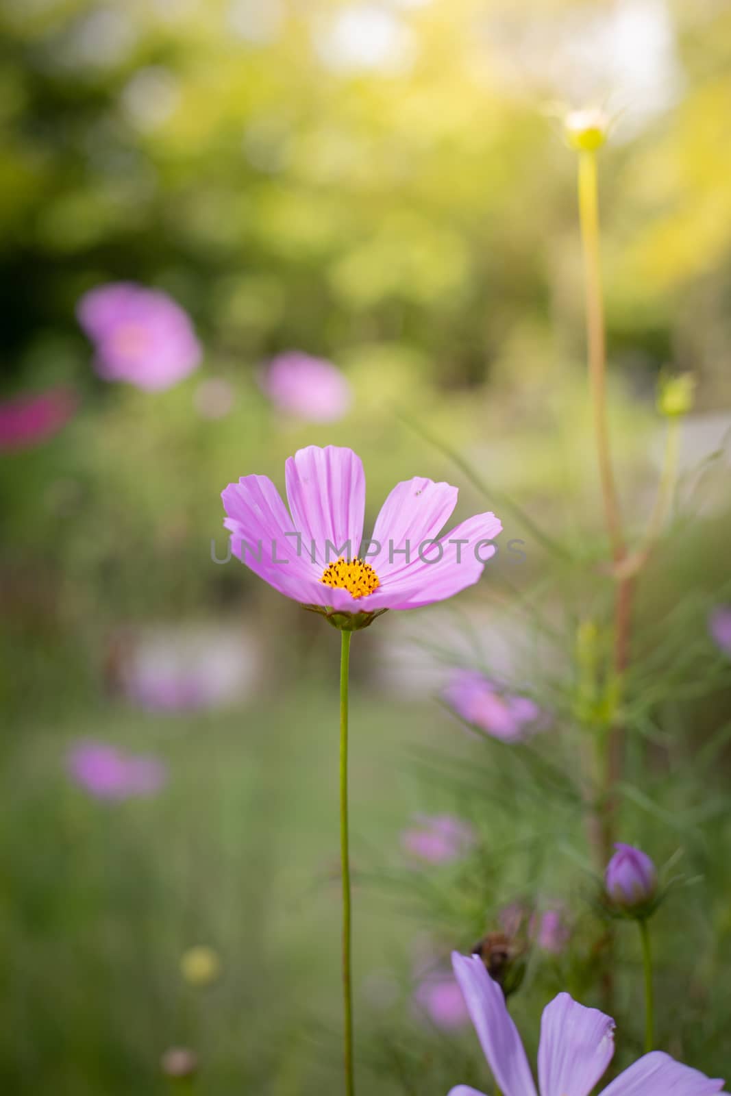 The background image of the colorful flowers, background nature