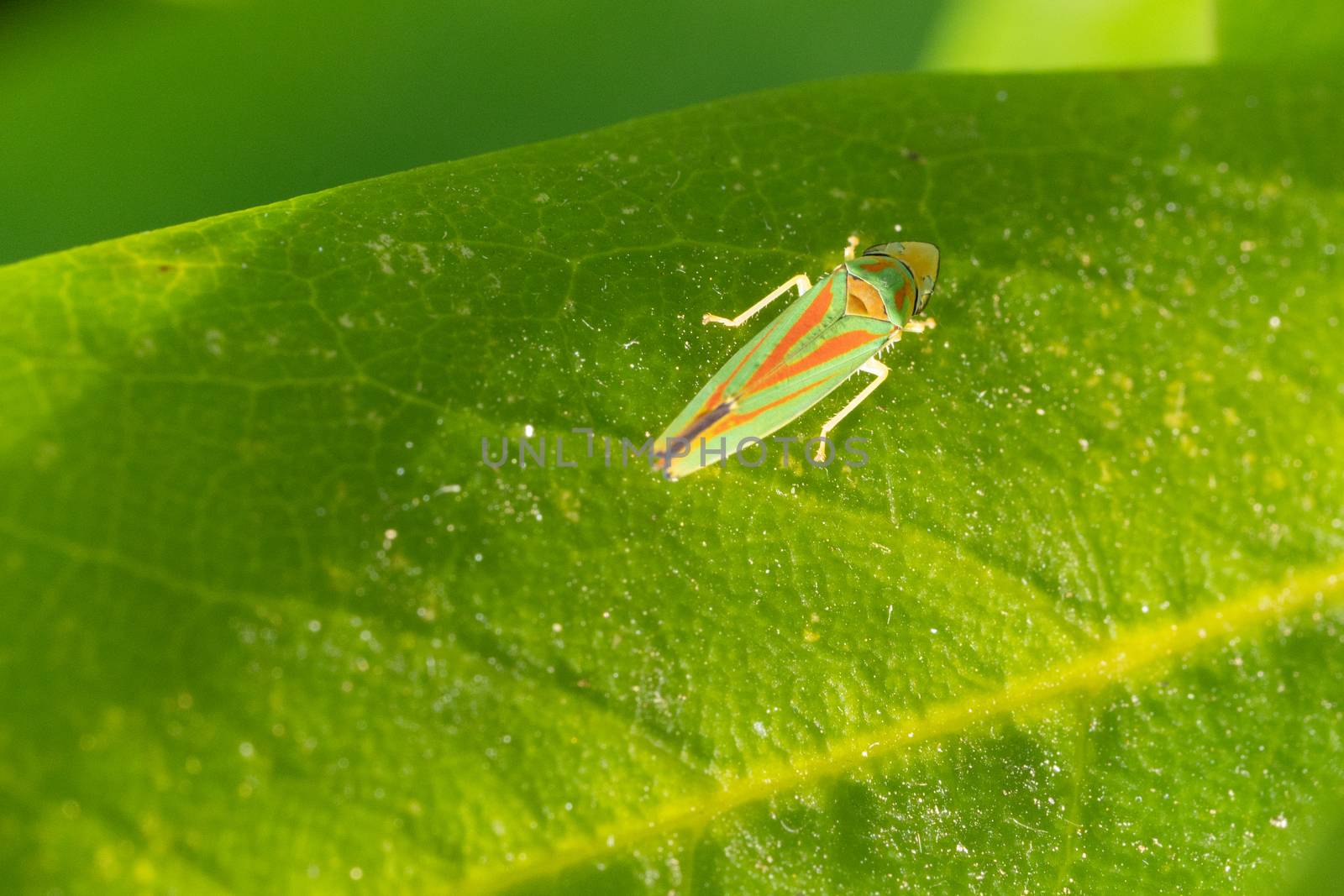 Rhododendron leafhopper (Graphocephala fennahi), vermin in the gardens