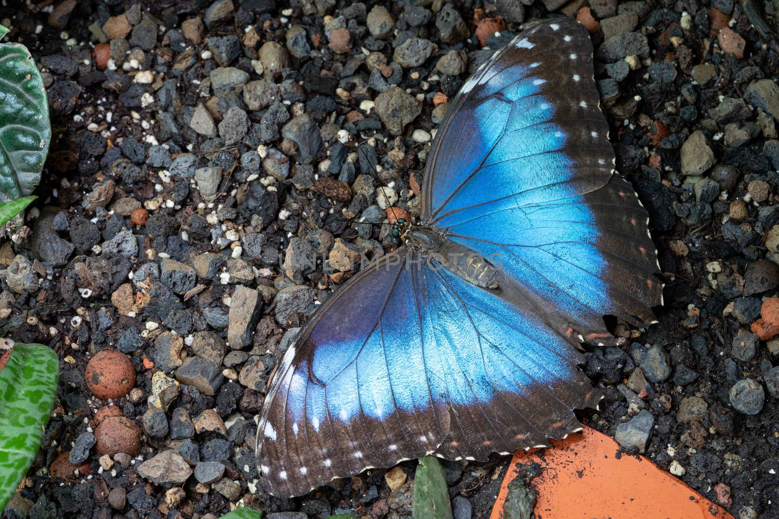Blue morpho butterfly (Morpho peleides), close-up of the butterfly
