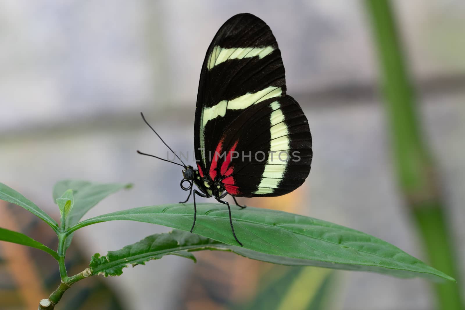 Hewitsons longwing (Heliconius hewitsoni), close-up of the butterfly