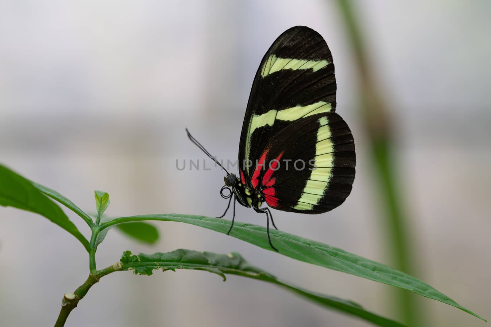 Hewitsons longwing (Heliconius hewitsoni), close-up of the butterfly