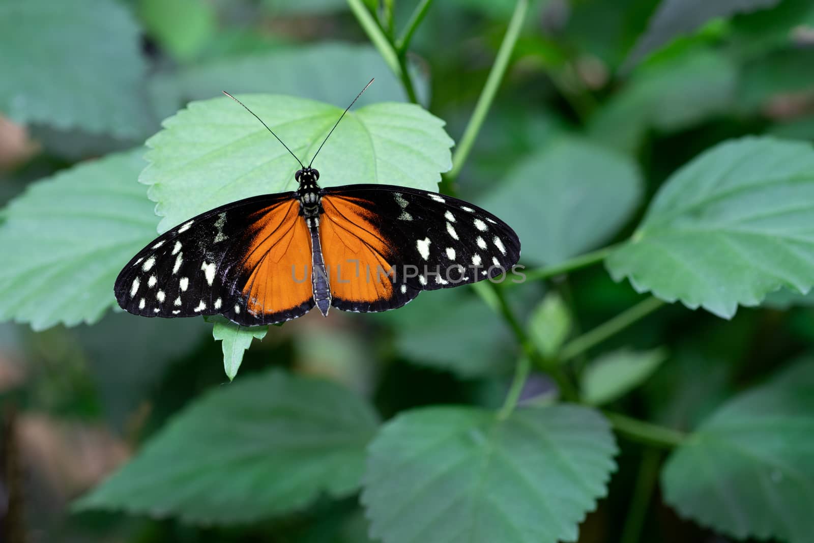 Golden longwing (Heliconius hecale), close-up of the butterfly
