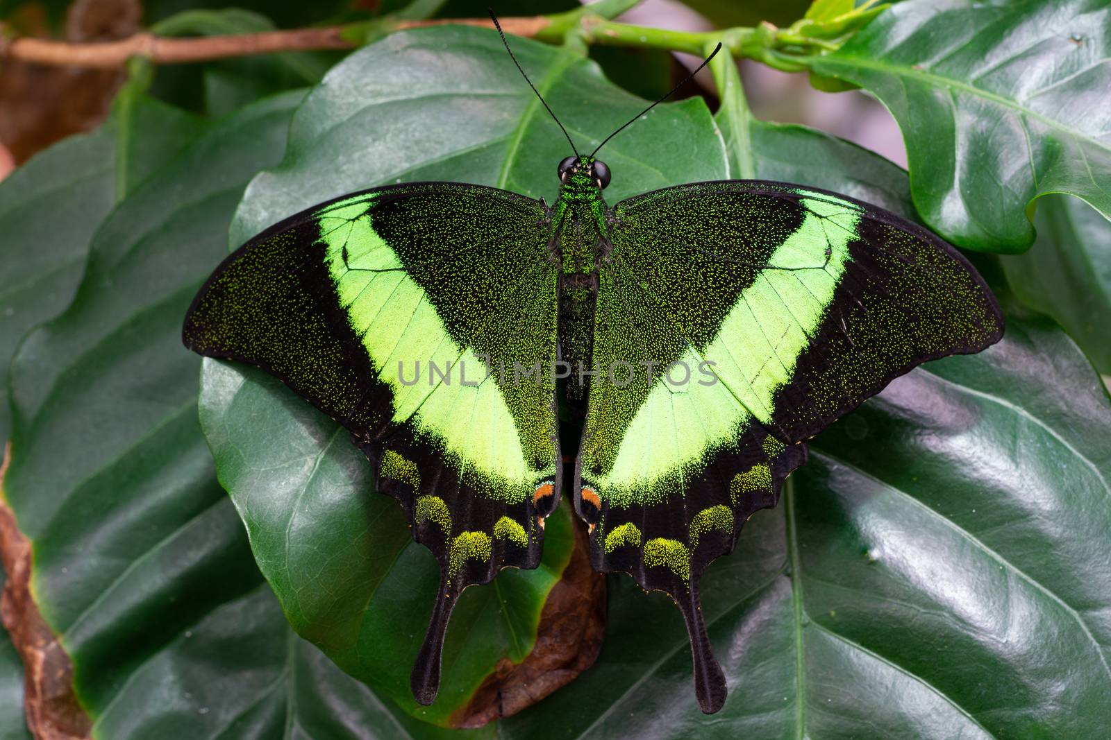 Emerald swallowtail (Papilio palinurus), close-up of the butterfly