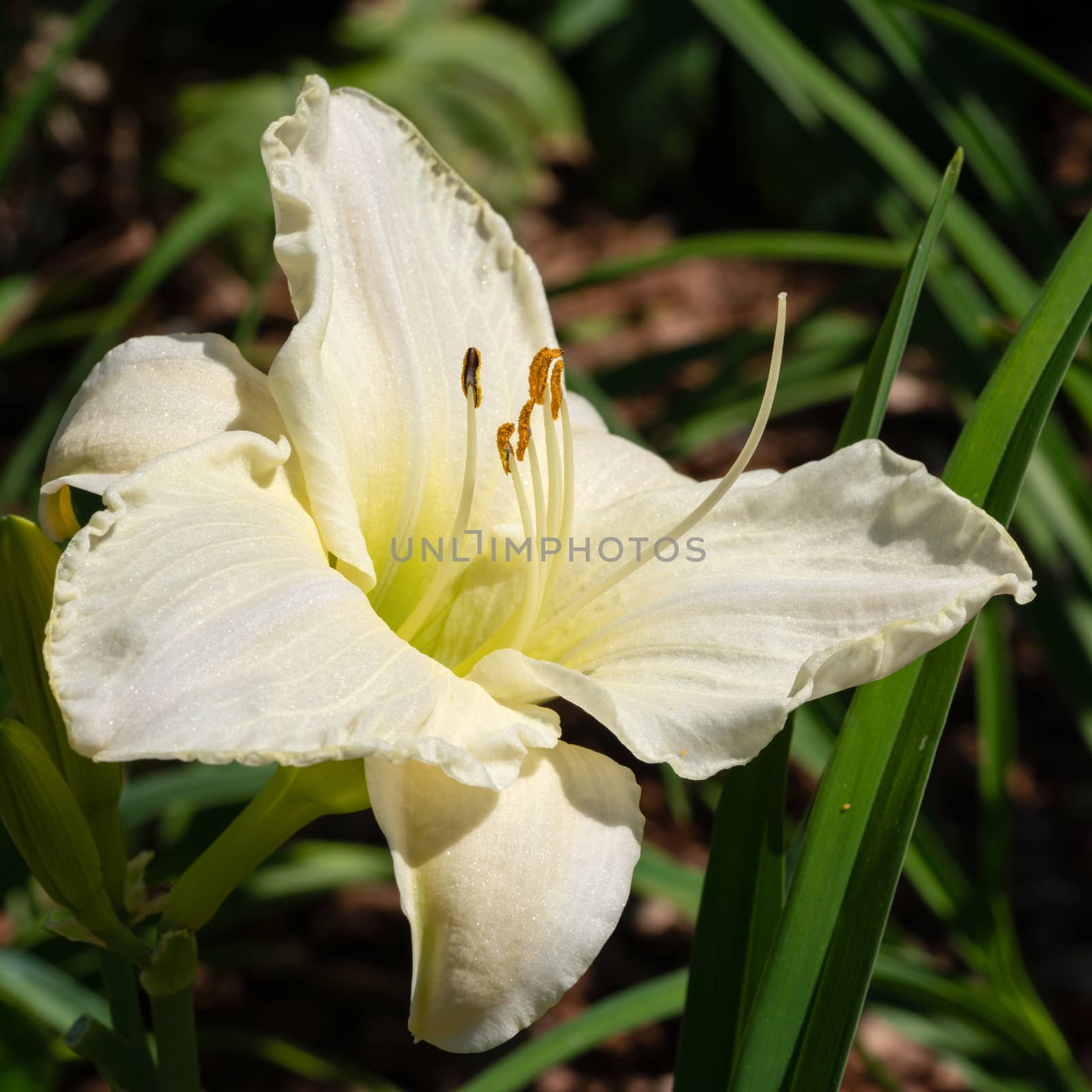 Day lily, Hemerocallis by alfotokunst