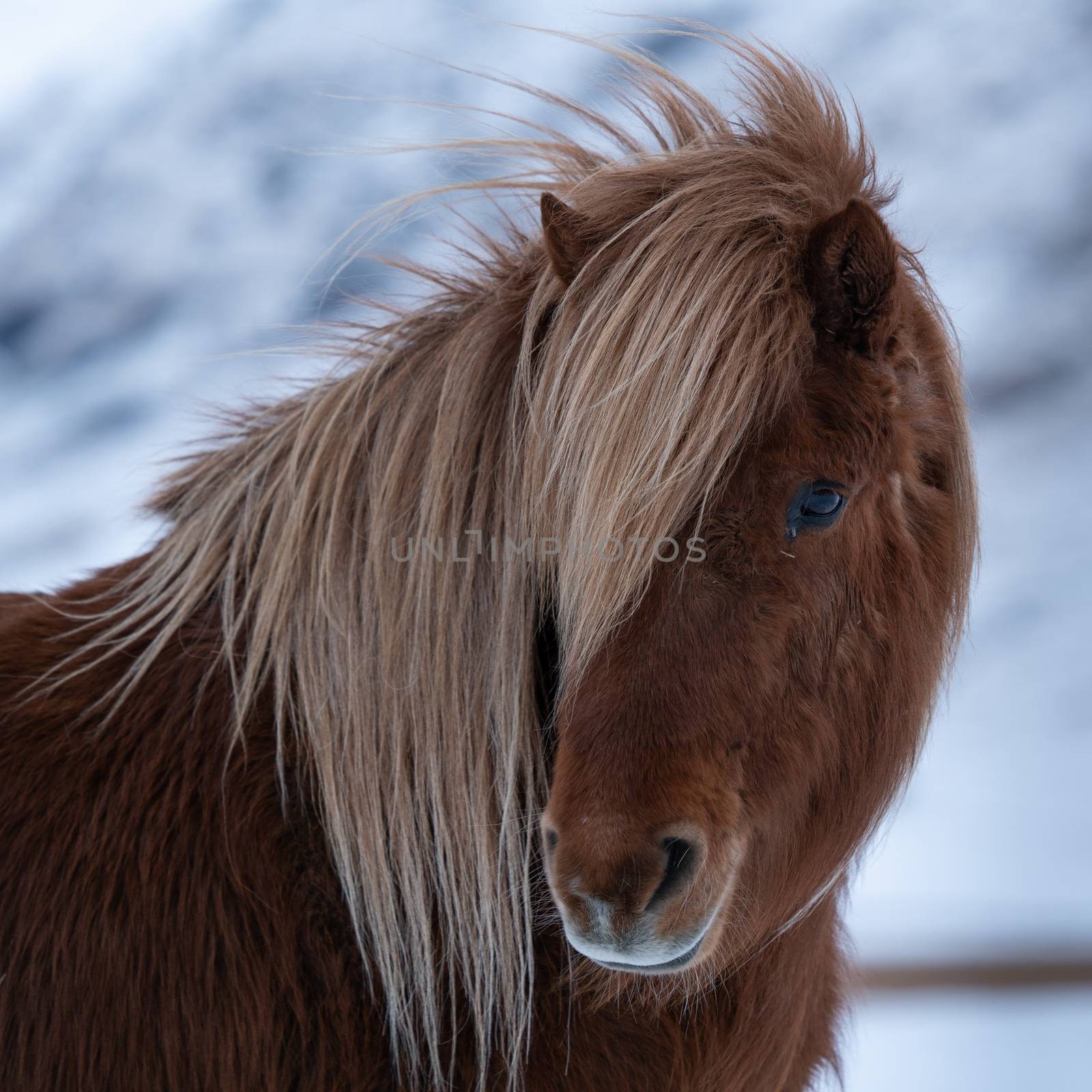 Iceland horse (Equus caballus), traditional horse from the Icelandic island