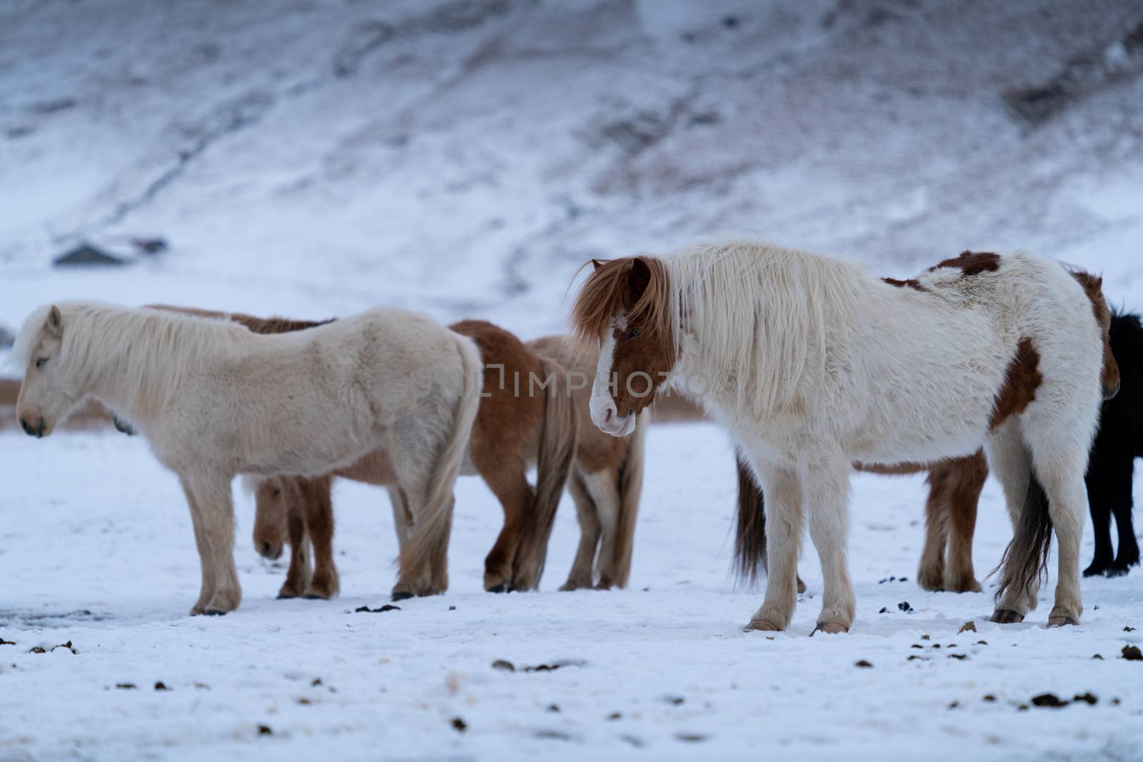 Iceland horse (Equus caballus), traditional horse from the Icelandic island