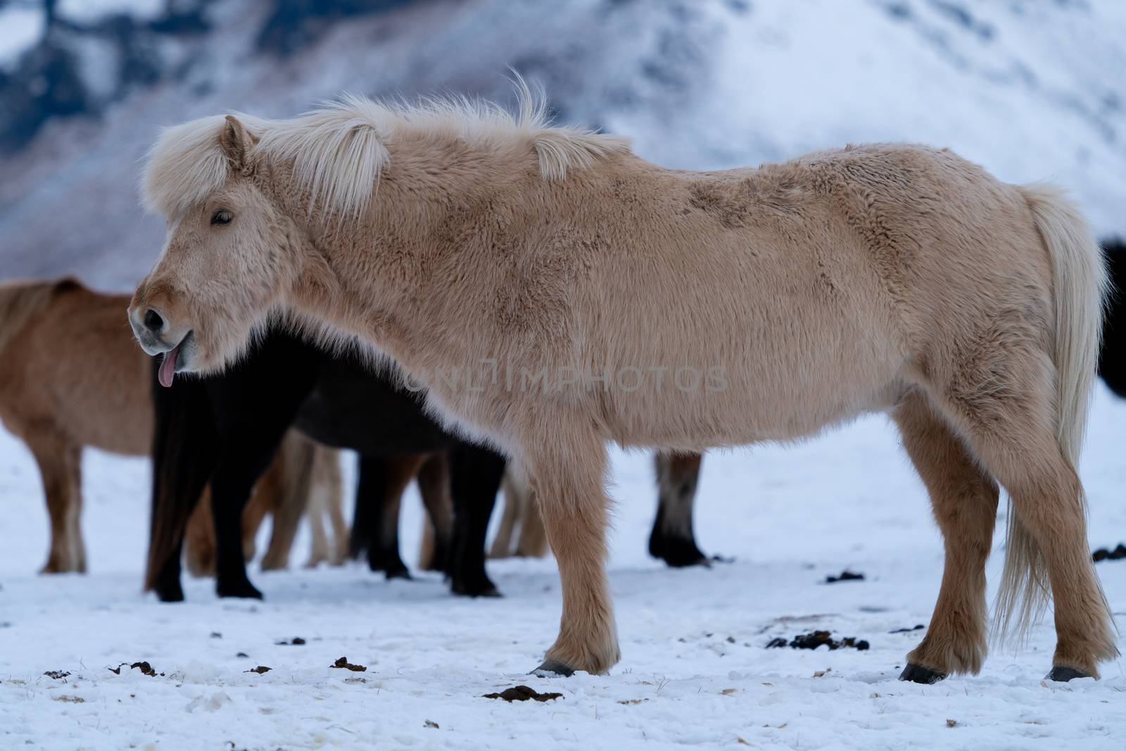 Iceland horse (Equus caballus), traditional horse from the Icelandic island