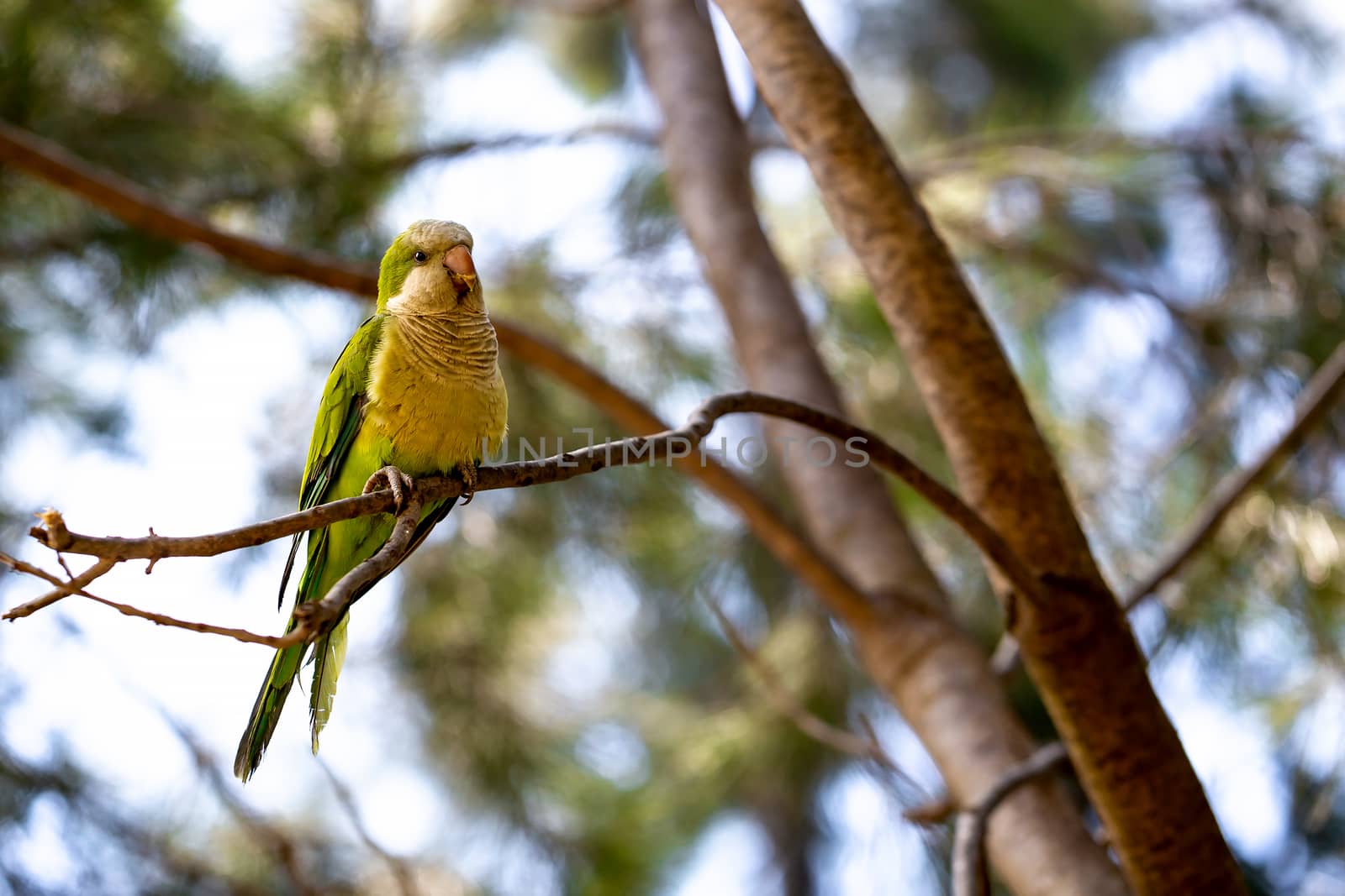 Yellow-green parrot sitting on a pine tree branch on the park.