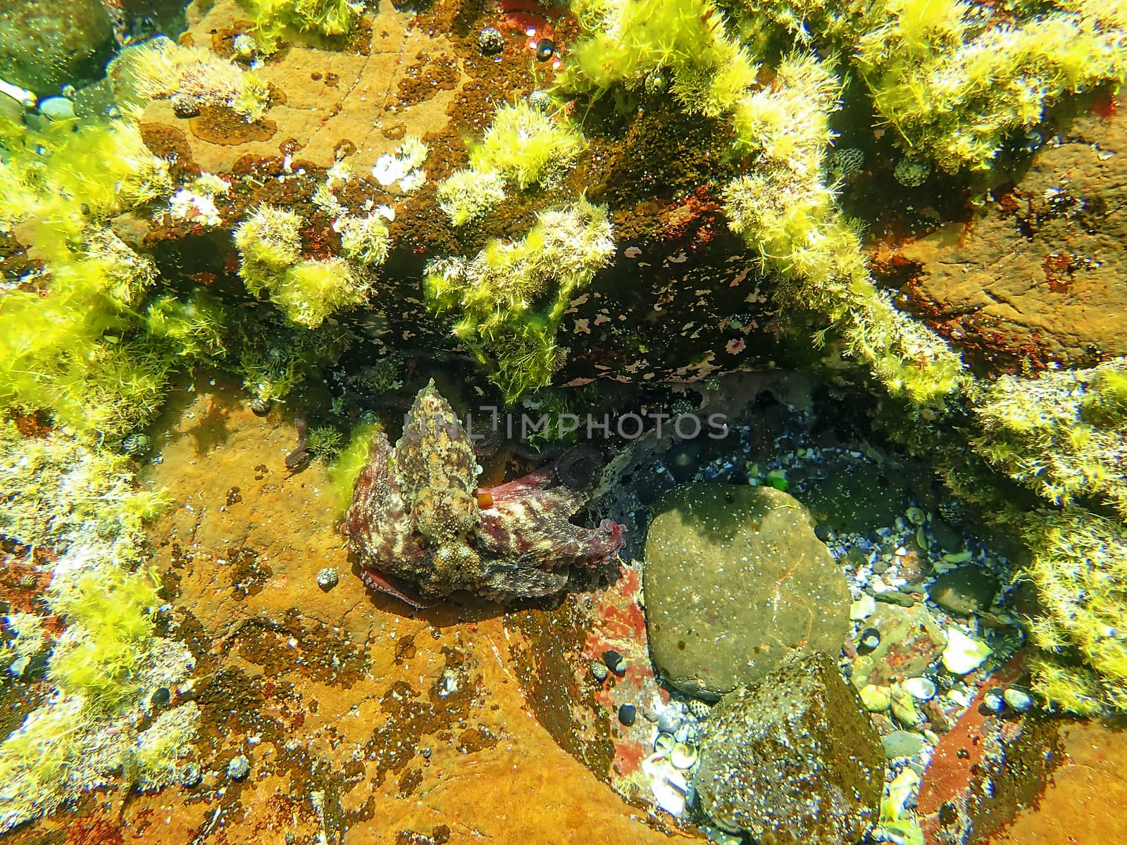 Common octopus taken underwater in a rock pool   cephalopods are most likely colourblind and are thought to see colour by splitting the light spectrums through its unusal rectangular shaped pupils.  The octopus has six arms, two legs,  three hearts, nine brains, and blue blood.