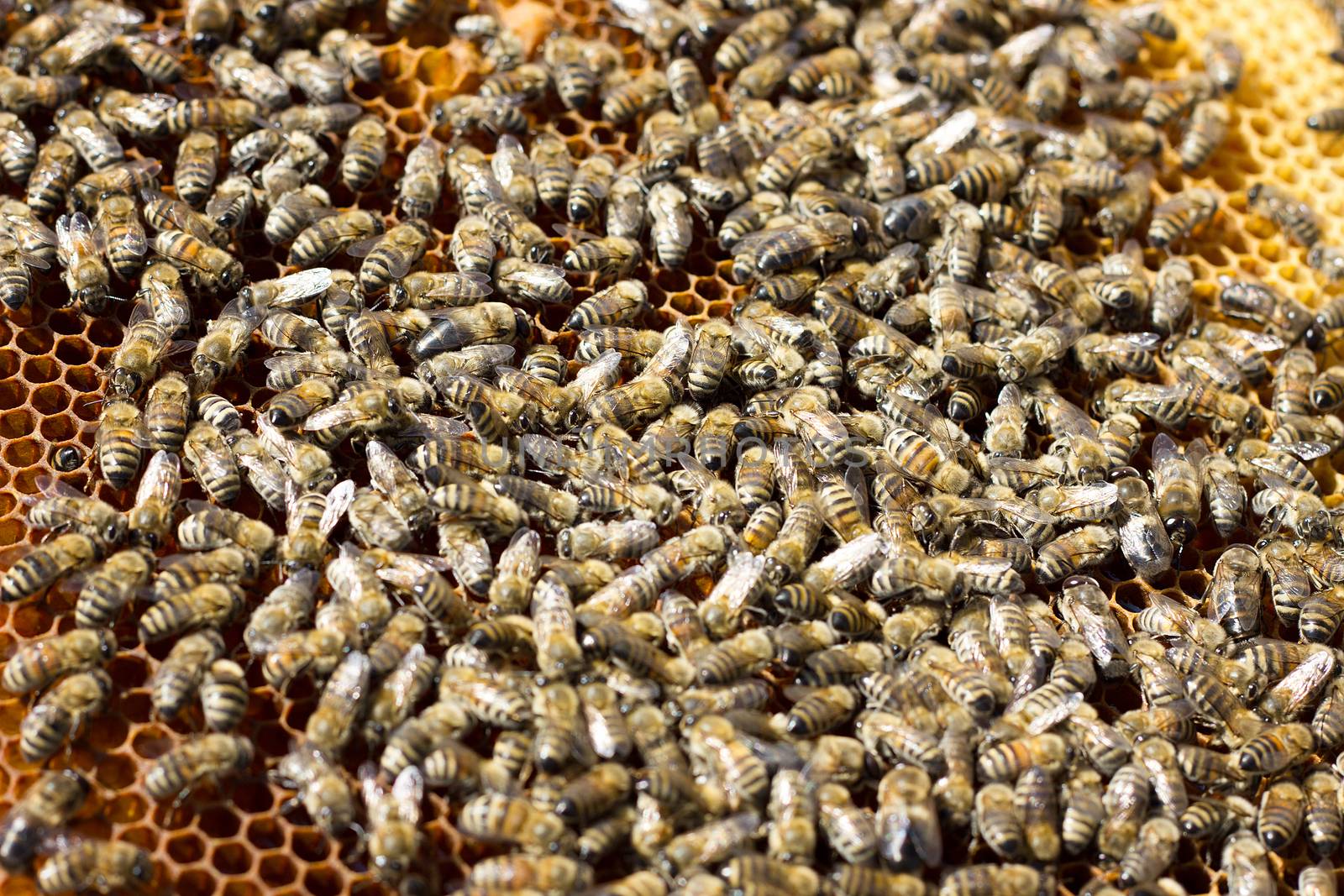 Bees on honeycomb. Closeup of bees on the honeycomb in beehive by kasynets_olena