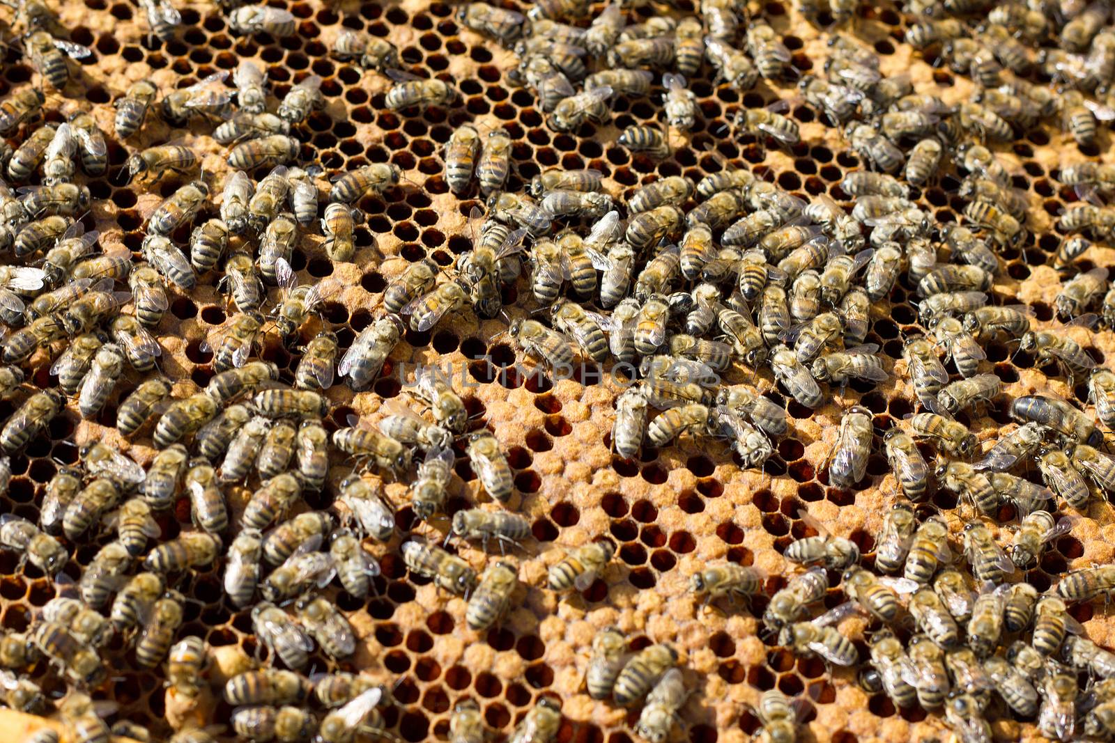 Bees on honeycomb. Closeup of bees on the honeycomb in beehive by kasynets_olena