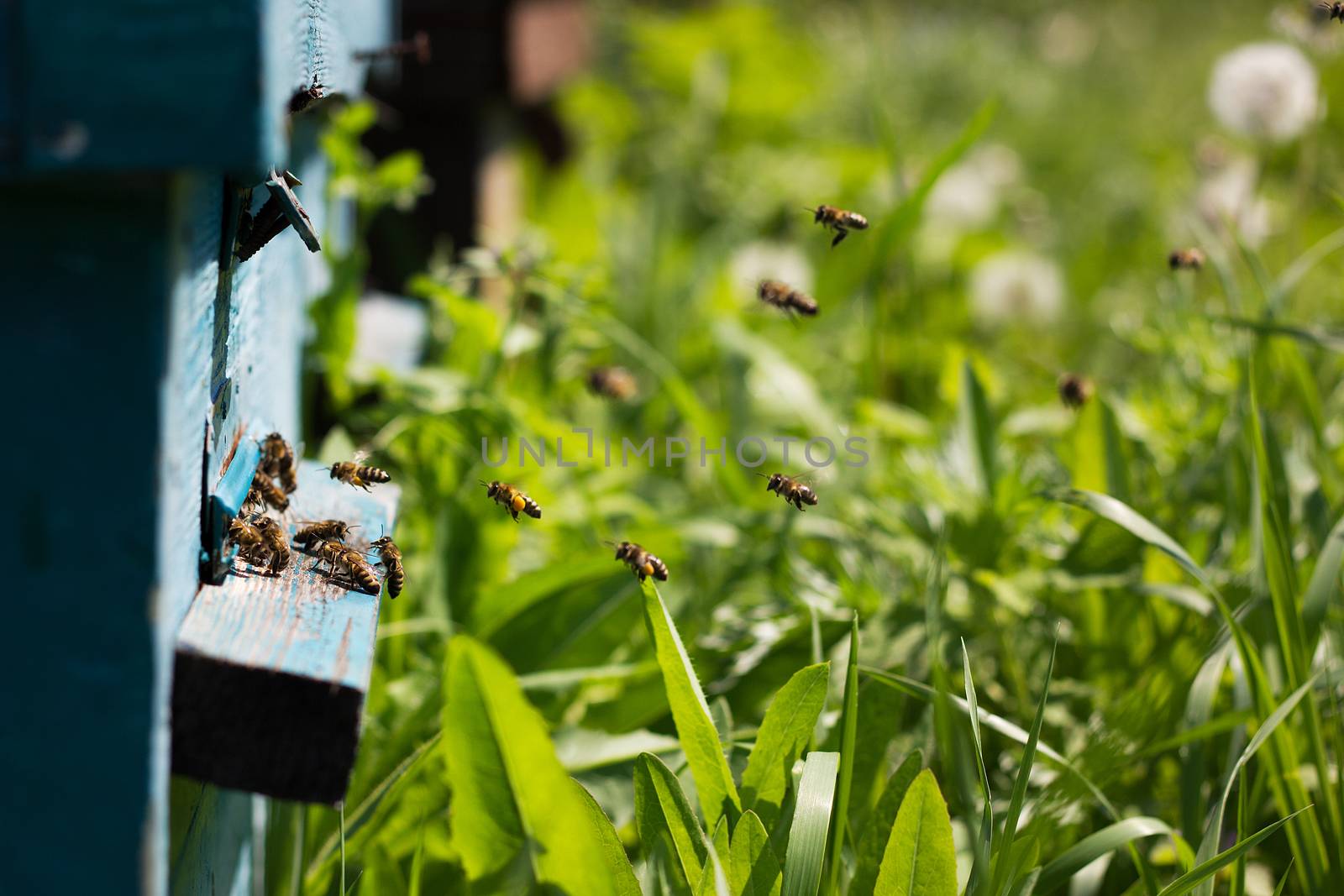 Bees on honeycomb. Closeup of bees on the honeycomb in beehive by kasynets_olena