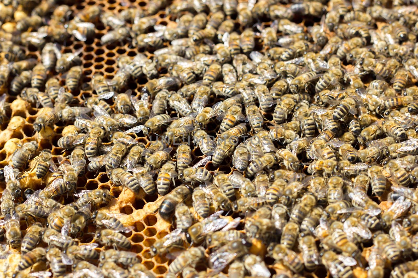 Bees on honeycomb. Closeup of bees on the honeycomb in beehive by kasynets_olena