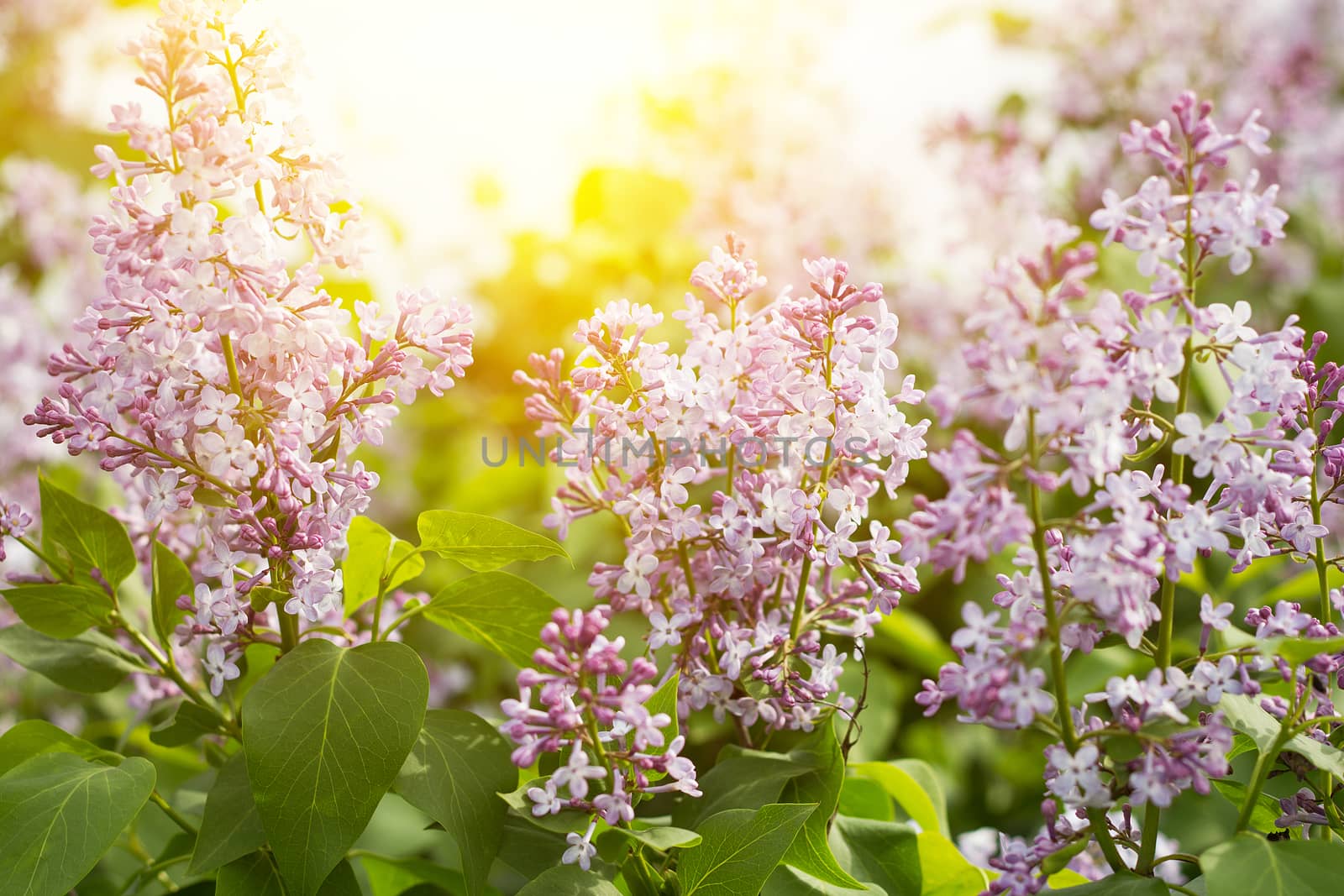 blooming lilac in the spring season. Purple Serenus with sunshine. Close-up.