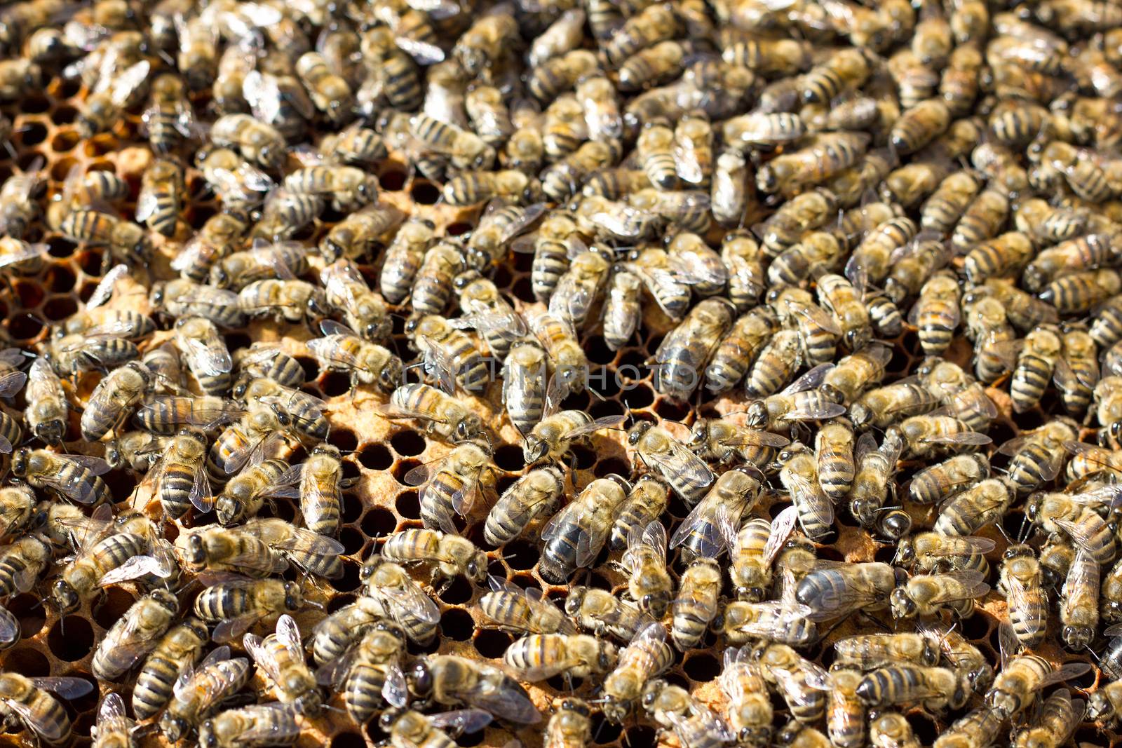 Bees on honeycomb. Closeup of bees on the honeycomb in beehive by kasynets_olena