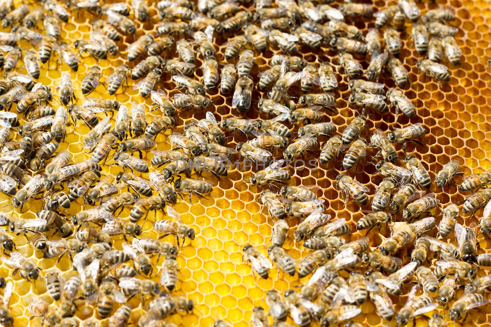 Bees on honeycomb. Closeup of bees on the honeycomb in beehive by kasynets_olena