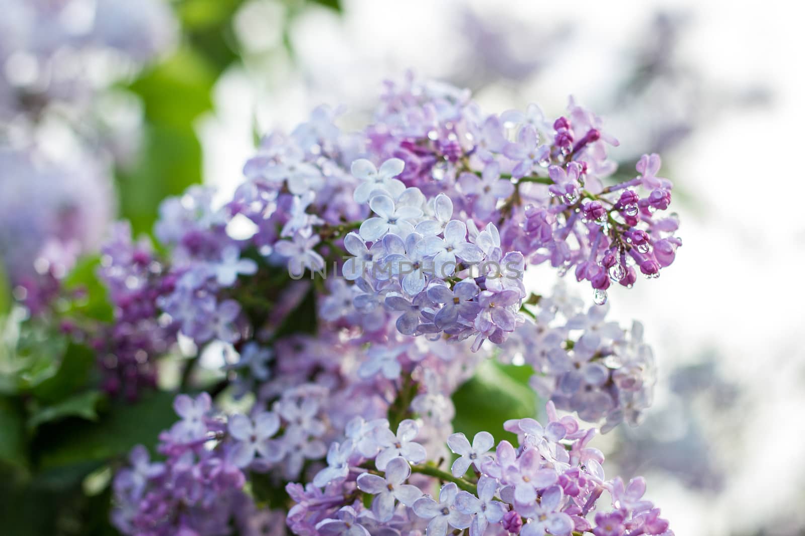 blooming lilac in the spring season. Purple Serenus with sunshine. Close-up.