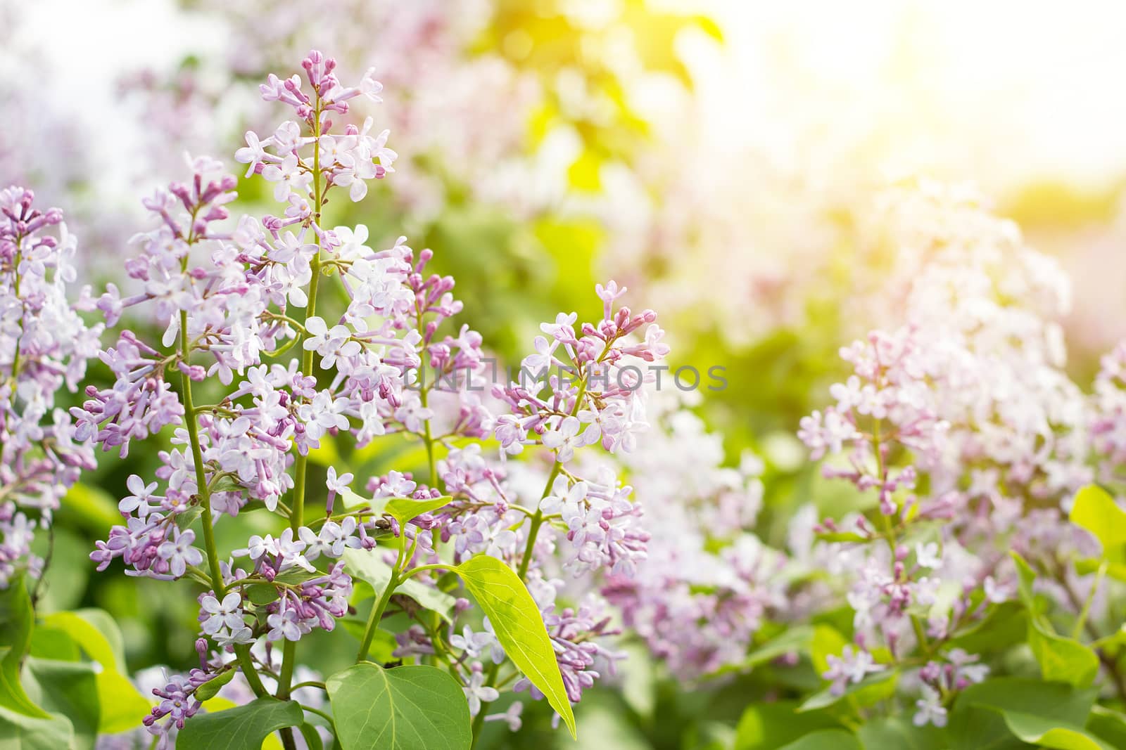 blooming lilac in the spring season. Purple Serenus with sunshine. Close-up.