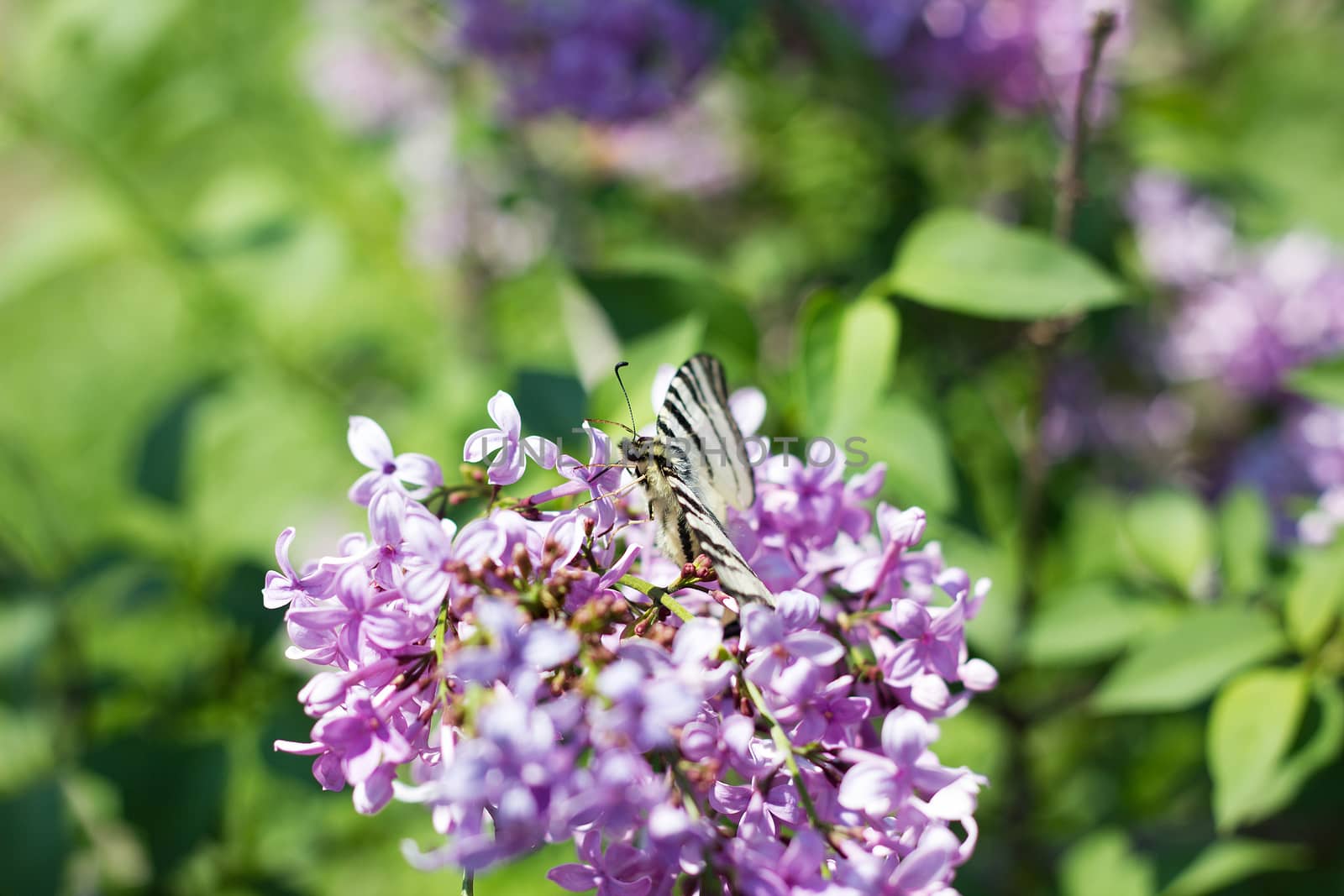 blooming lilac in the spring season. Purple Serenus with sunshine. Close-up.