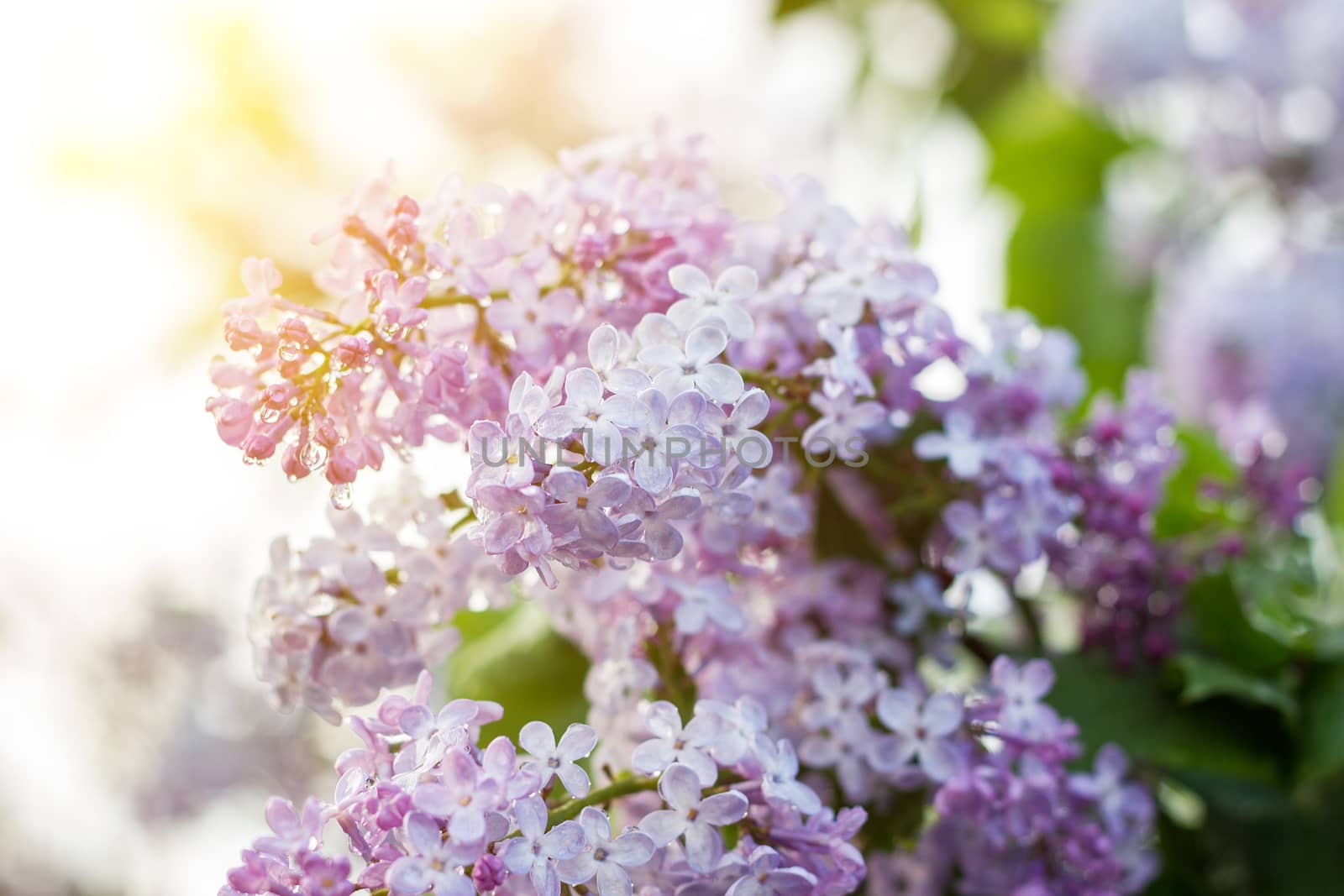 blooming lilac in the spring season. Purple Serenus with sunshine. Close-up.