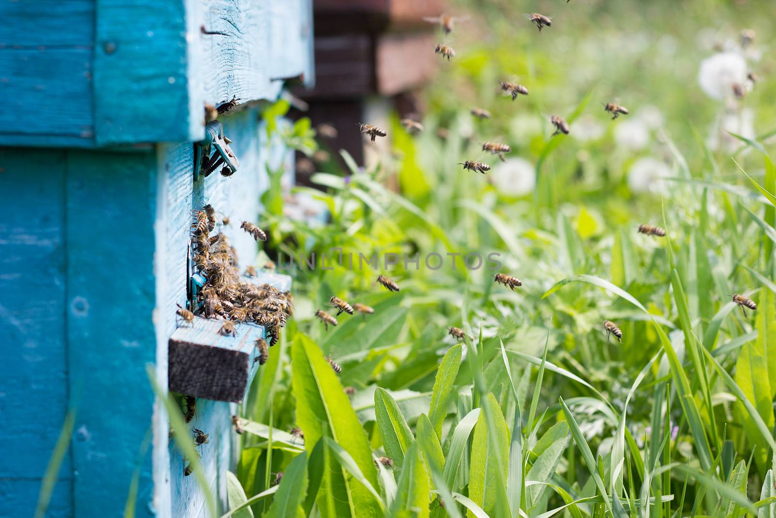 bees carry nectar to the hive. Flying bees in the spring. by kasynets_olena