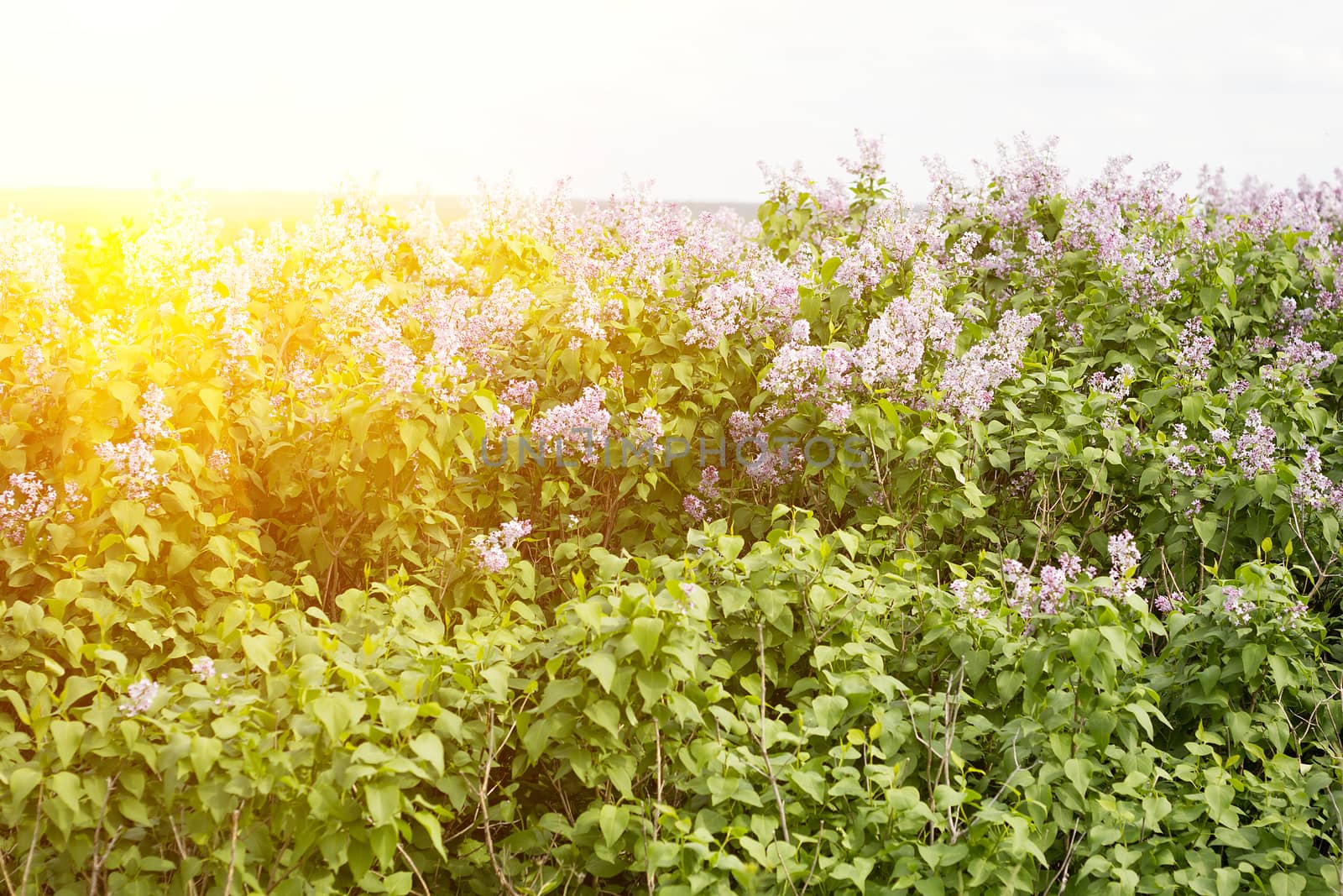 blooming lilac in the spring season. Purple serenum with sunshine.