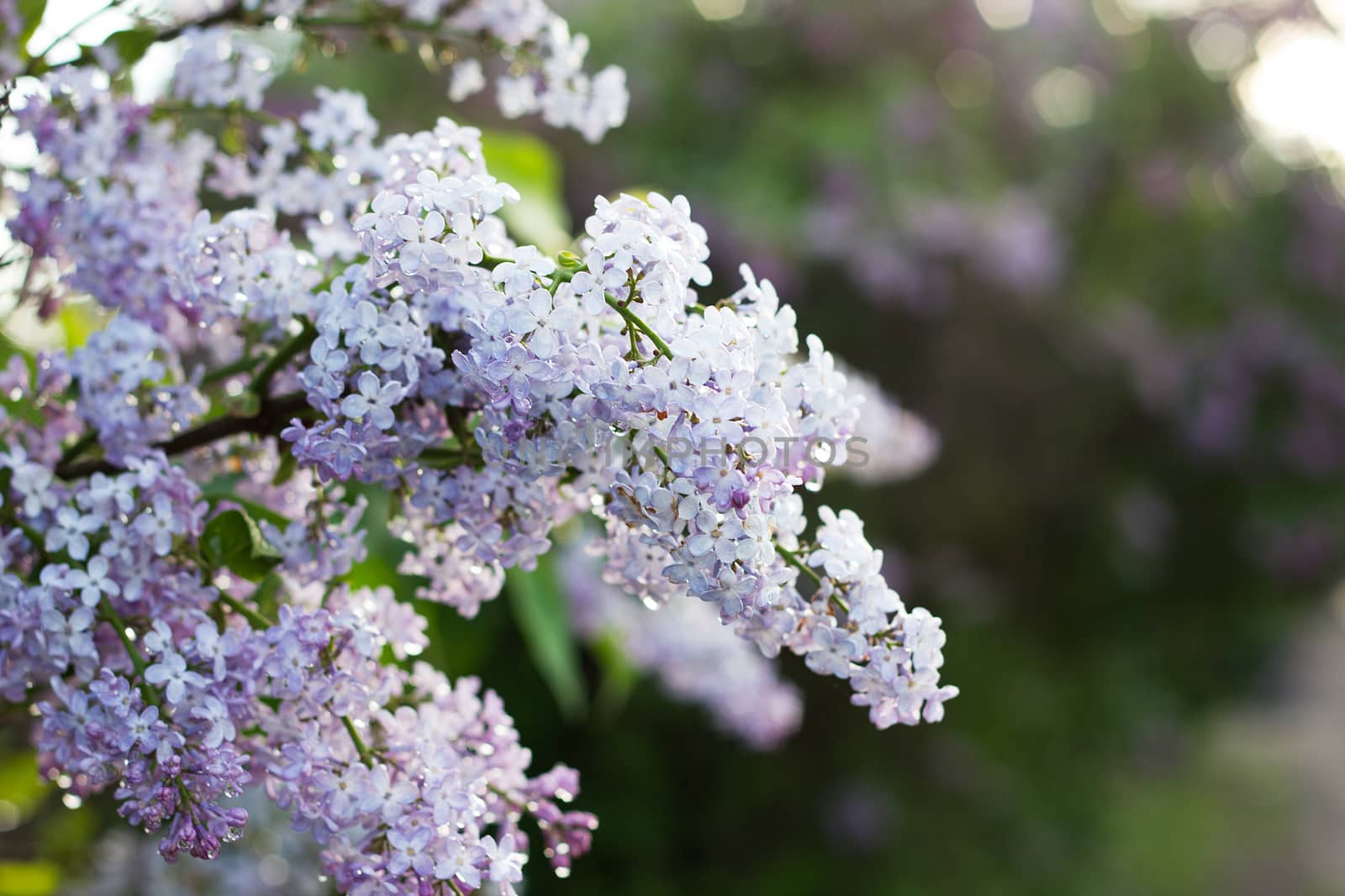 blooming lilac in the spring season. Purple Serenus with sunshin by kasynets_olena