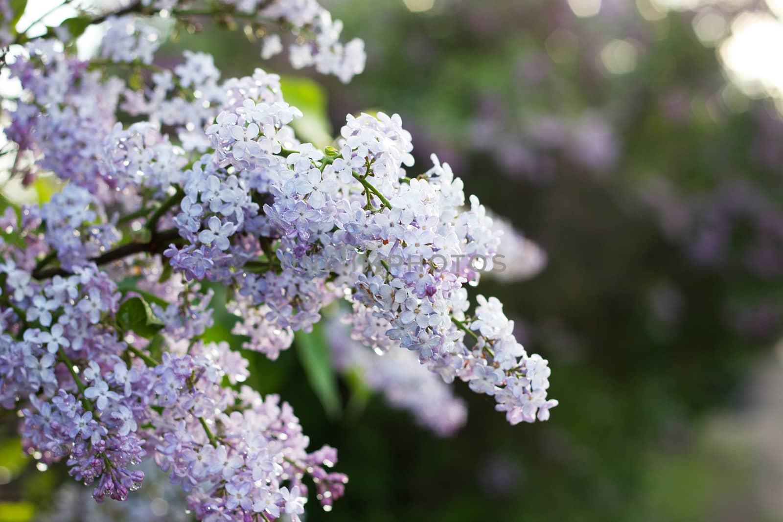 blooming lilac in the spring season. Purple Serenus with sunshine. Close-up.