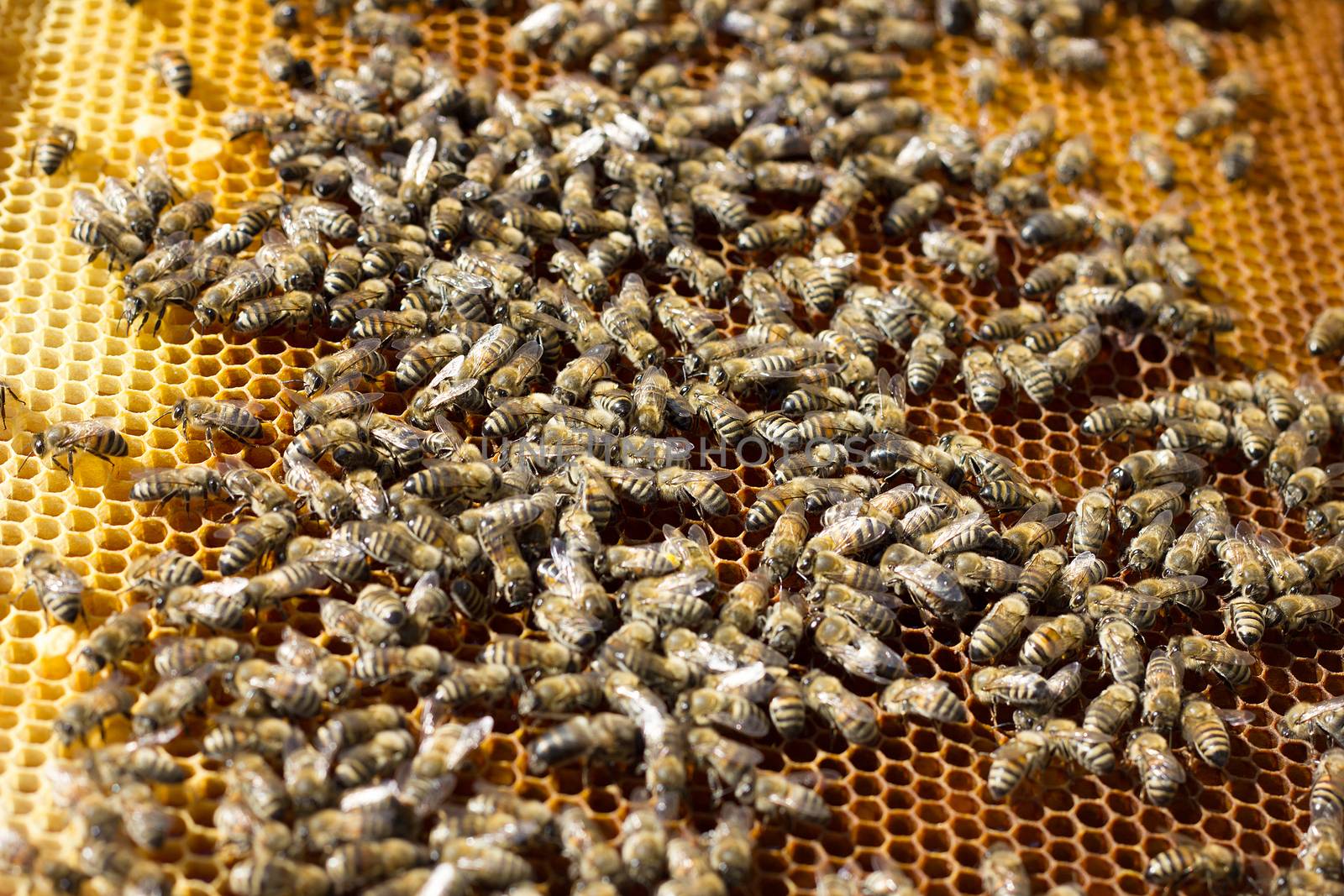 Bees on honeycomb. Closeup of bees on the honeycomb in beehive by kasynets_olena