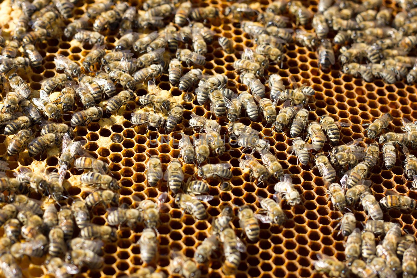 Bees on honeycomb. Closeup of bees on the honeycomb in beehive by kasynets_olena