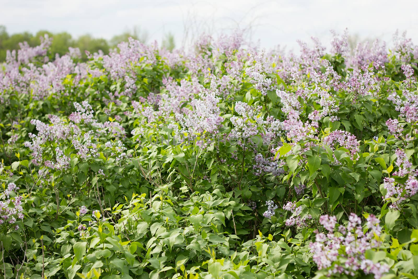 blooming lilac in the spring season. Purple serenum with sunshin by kasynets_olena