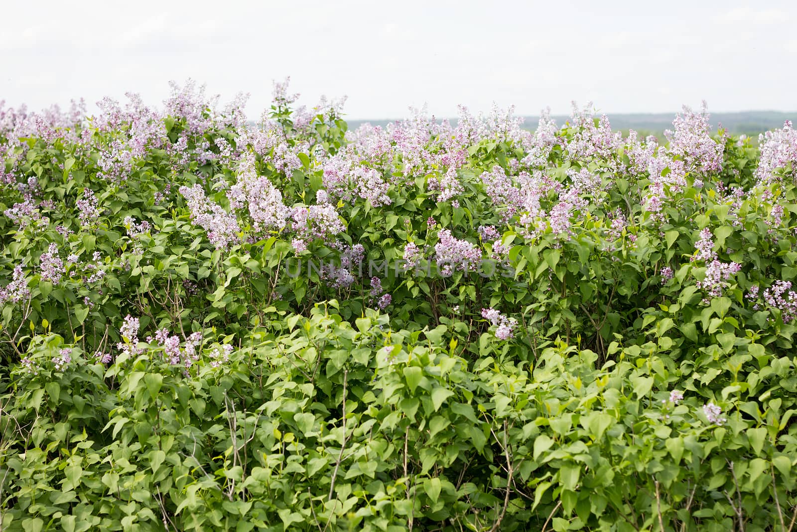 blooming lilac in the spring season. Purple serenum with sunshin by kasynets_olena