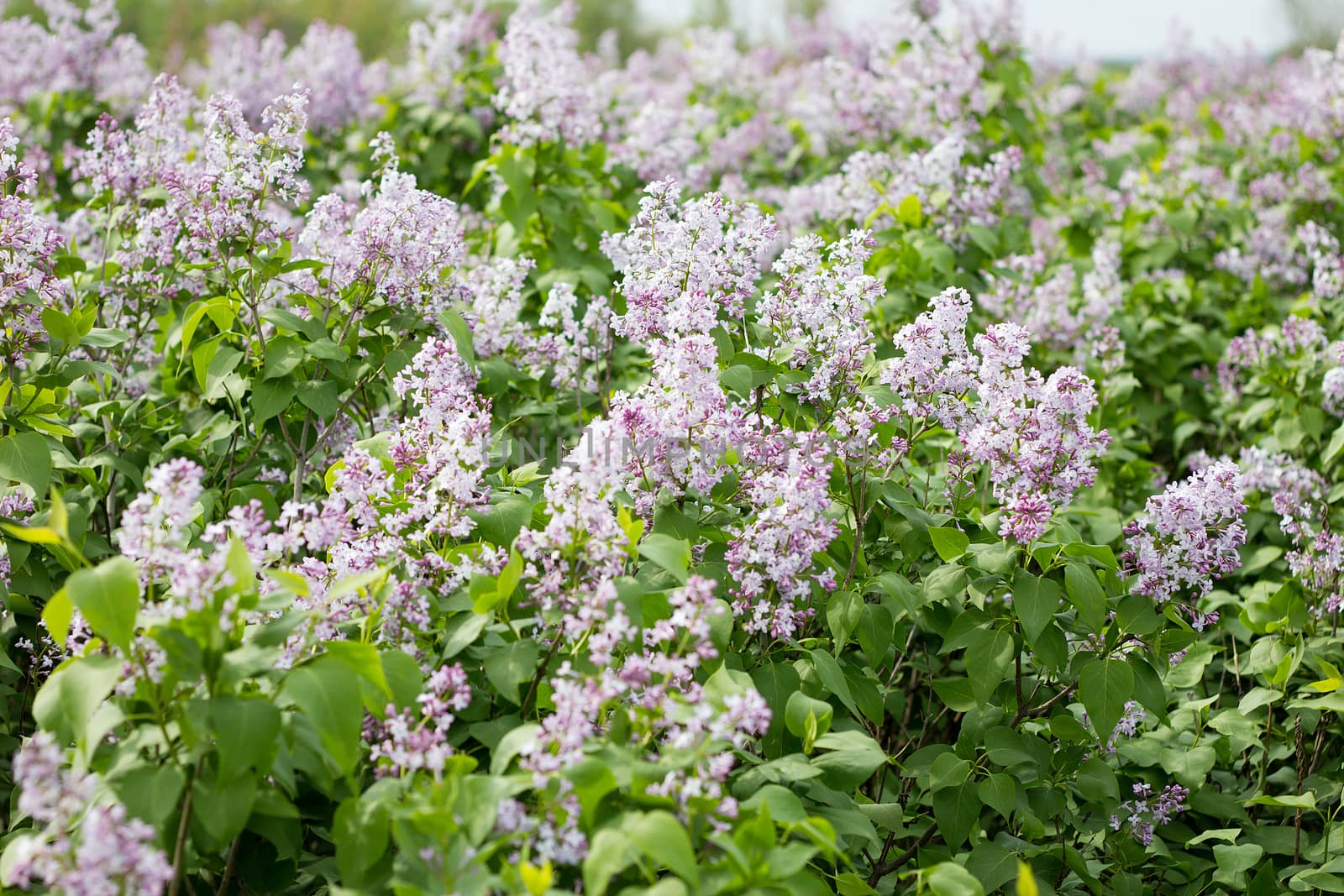 blooming lilac in the spring season. Purple serenum with sunshin by kasynets_olena