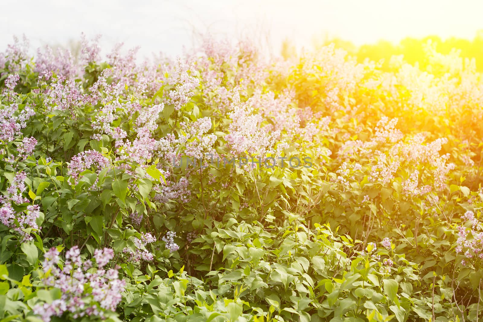 blooming lilac in the spring season. Purple serenum with sunshine.