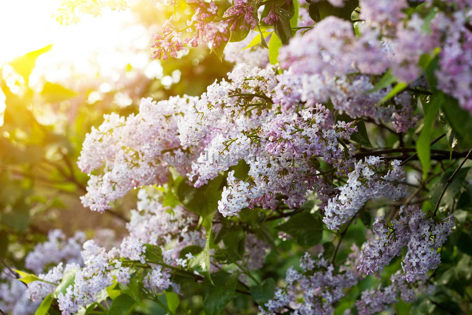 blooming lilac in the spring season. Purple Serenus with sunshine. Close-up.