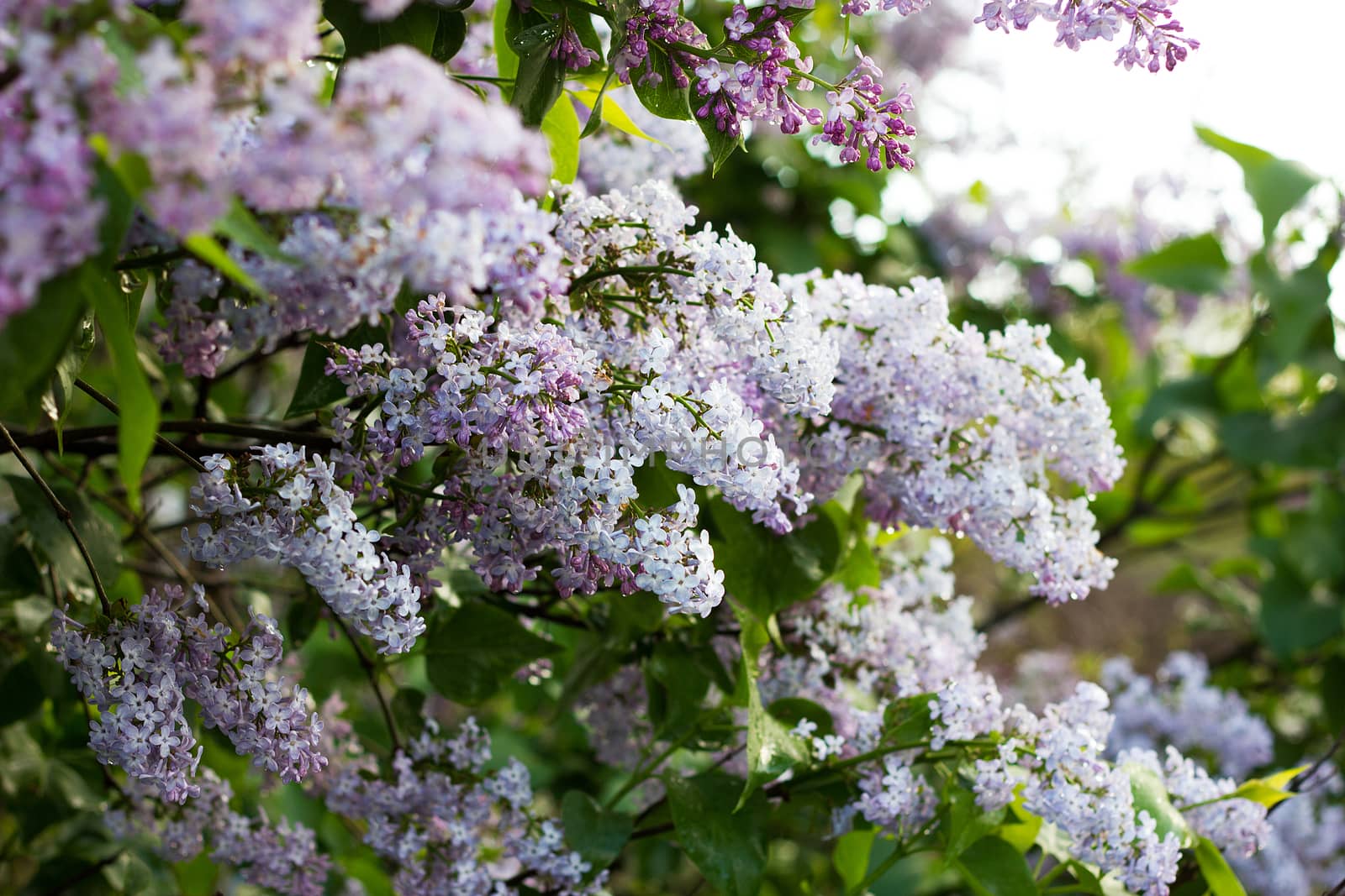 blooming lilac in the spring season. Purple Serenus with sunshine. Close-up.