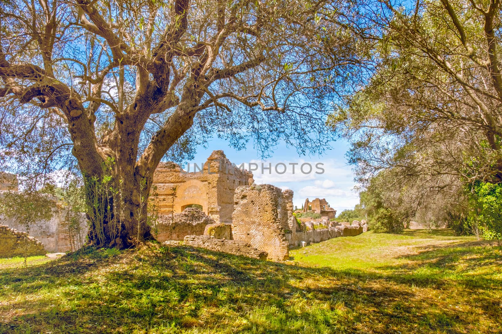 Italian countryside ancient ruins tree branches on sunny day in Tivoli .
