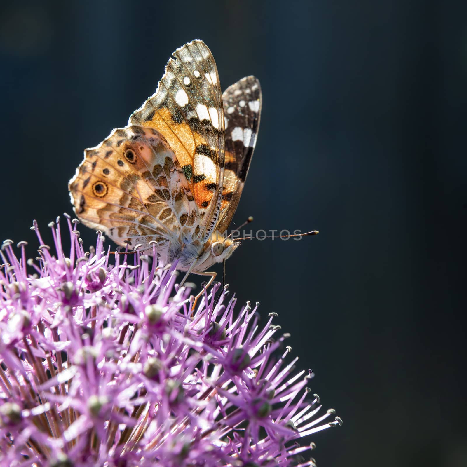 The beautiful butterfly collects nectar from a flower of a decorative bulb.