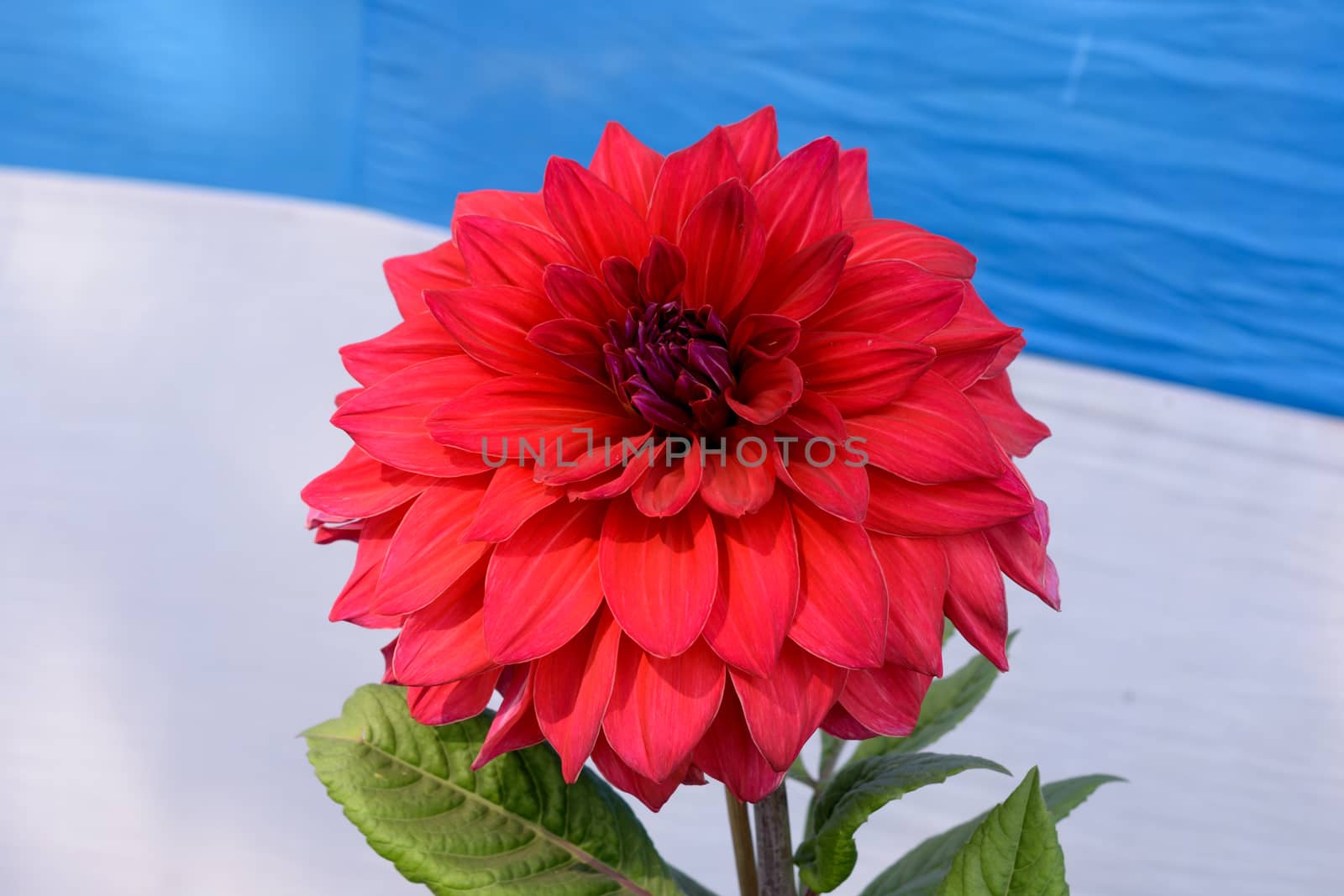 Multi layer petals Red Aster. Aster is a genus of perennial in the family Asteraceae. A sun loving plant Blooms in winter spring and summer. Popular flower for bouquets, symbol of love or friendship. by sudiptabhowmick