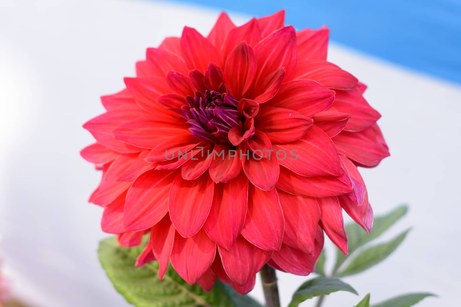 Multi layer petals Red Aster. Aster is a genus of perennial in the family Asteraceae. A sun loving plant Blooms in winter spring and summer. Popular flower for bouquets, symbol of love or friendship.
