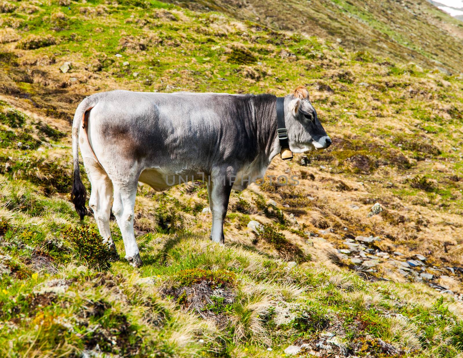 Cute grey alpine cow with bell on the neck grazing on the meadow by pyty