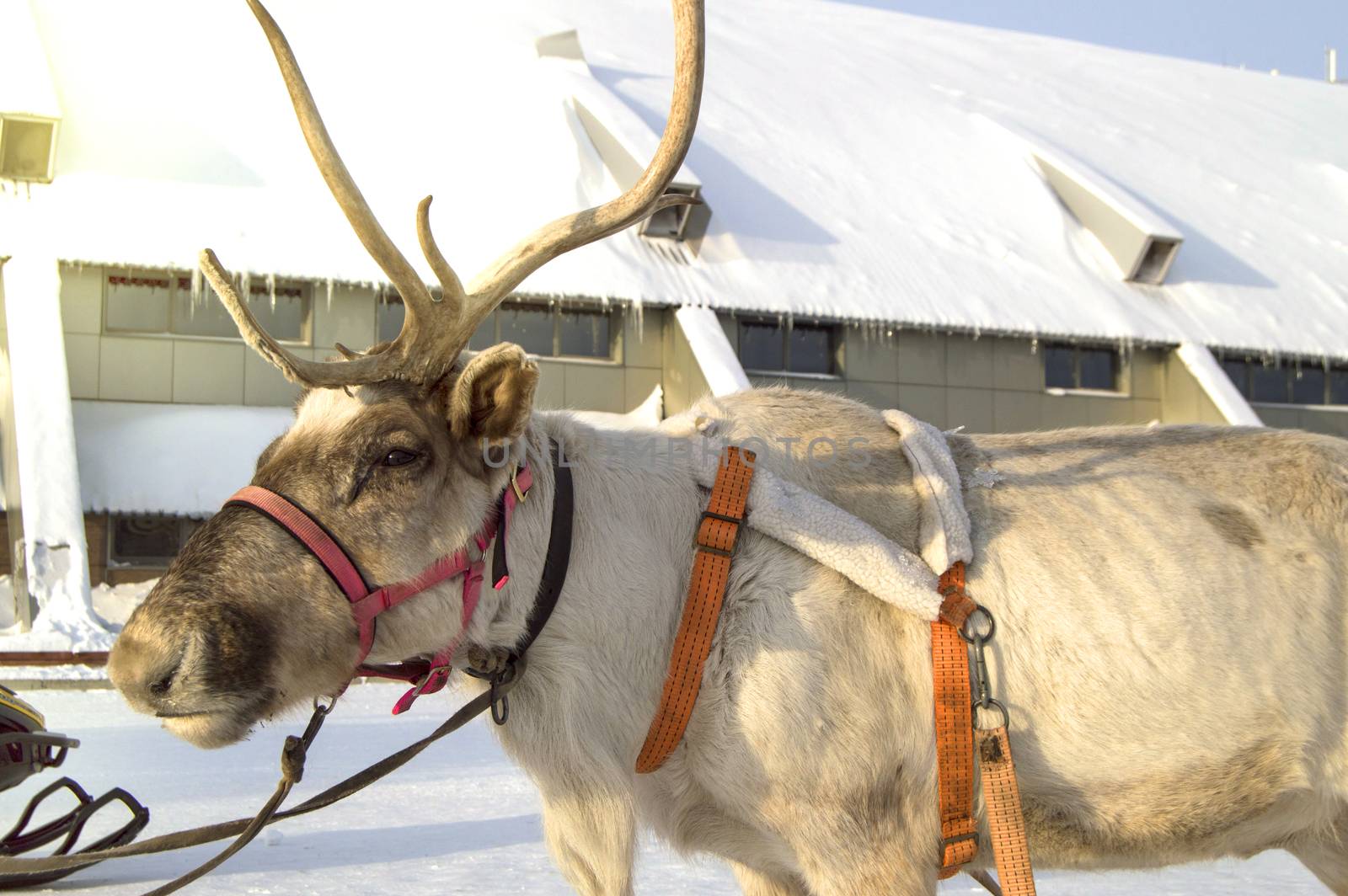 Symbol of Christmas - reindeer pulled in a sleigh with beautiful horns standing on the snow on a Sunny winter day