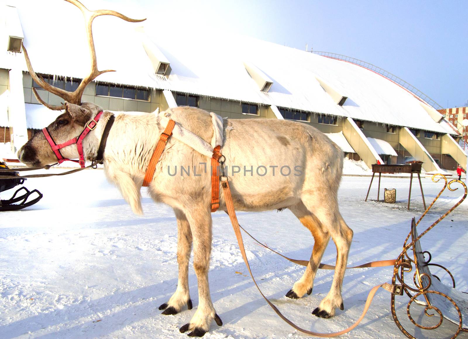Symbol of Christmas - reindeer pulled in a sleigh with beautiful ones standing on the snow on a Sunny winter day, close-up by claire_lucia